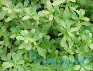 旅游时被野蜂螫伤了怎么办