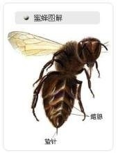 旅游时被野蜂螫伤了怎么办