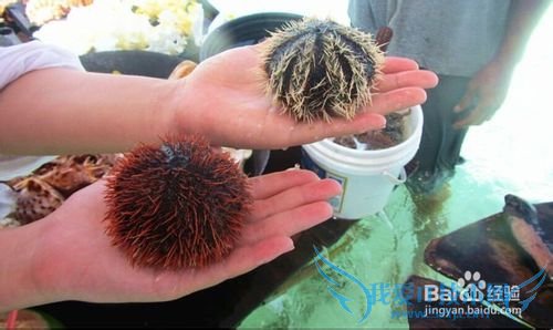 三亚海鲜攻略-三亚旅游防宰攻略