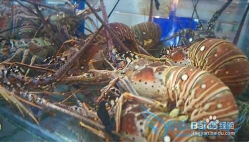 三亚海鲜攻略-三亚旅游防宰攻略