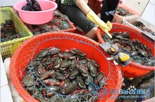 三亚海鲜攻略-三亚旅游防宰攻略