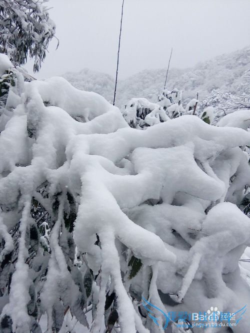 从重庆主城如何前往南川金佛山游玩