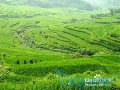 云南旅游指南精华:怎么防止被骗