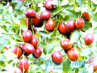 山西美食指南-旅游攻略