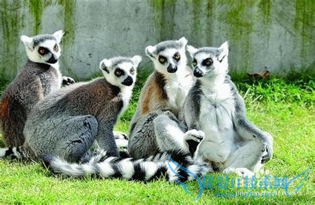 È¥´óÁ¬ÂÃÓι¥ÂÔ