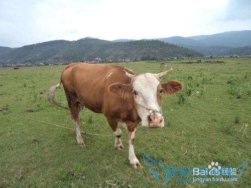 云南旅游攻略——丽江篇