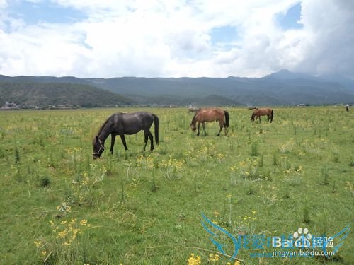 云南旅游攻略——丽江篇