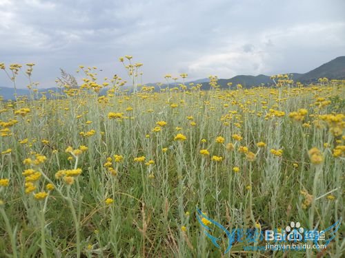 云南旅游攻略——丽江篇