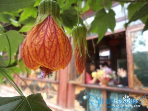 云南旅游攻略——丽江篇