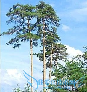 二道白河旅游之神秘花园