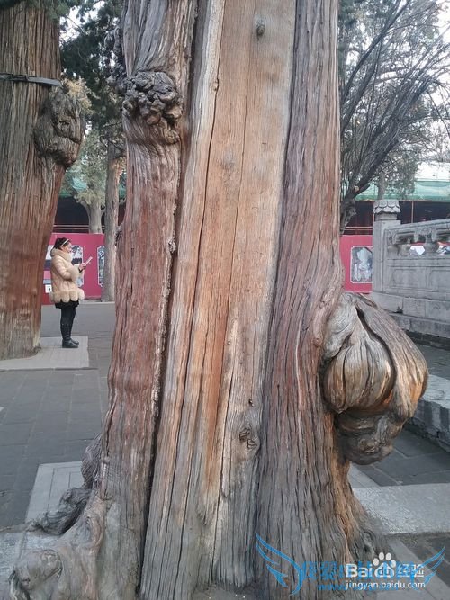 曲阜孔庙旅游攻略