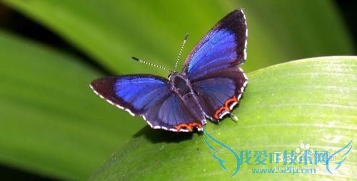 昆明旅游攻略——世界蝴蝶生态园