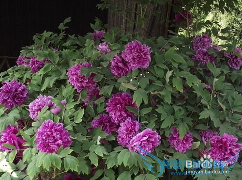 清明节选择去哪里旅游比较好?