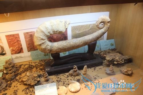 ¼ÙÆÚÂÃÓÎÖ®ÉϺ£¶«·½µØÖÊ¿ÆÆÕ¹Ý