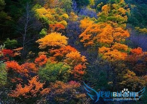 米亚罗旅游攻略