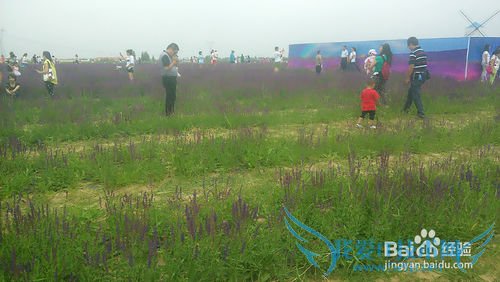 去呼市薰衣草庄园旅游攻略