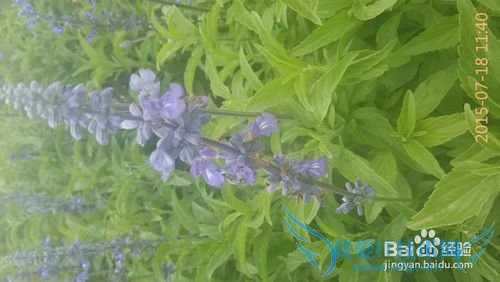 去呼市薰衣草庄园旅游攻略