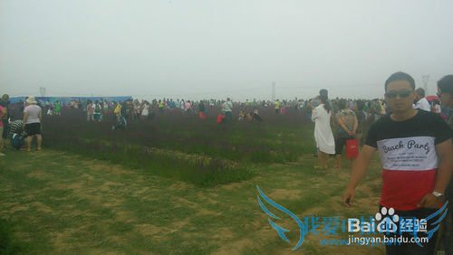 去呼市薰衣草庄园旅游攻略