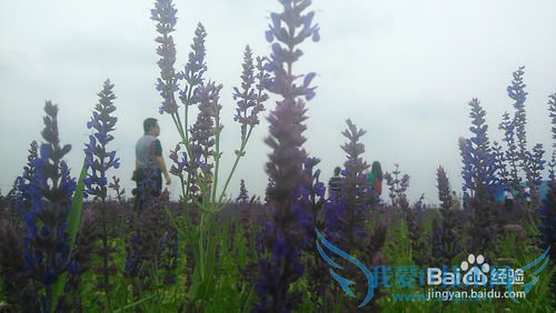 去呼市薰衣草庄园旅游攻略