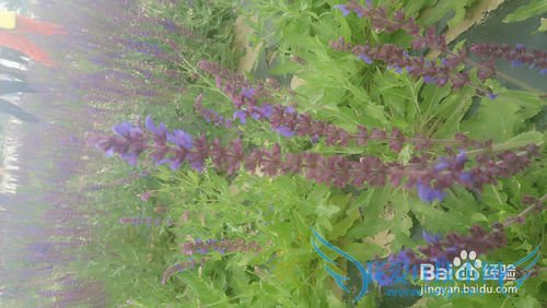 去呼市薰衣草庄园旅游攻略