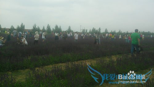 去呼市薰衣草庄园旅游攻略