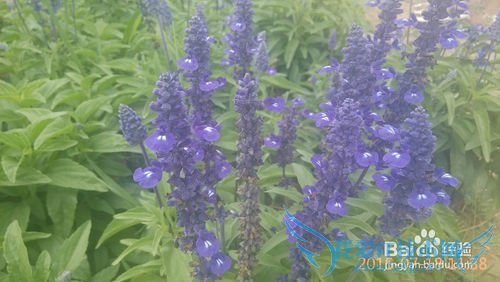 去呼市薰衣草庄园旅游攻略