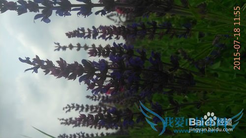 去呼市薰衣草庄园旅游攻略