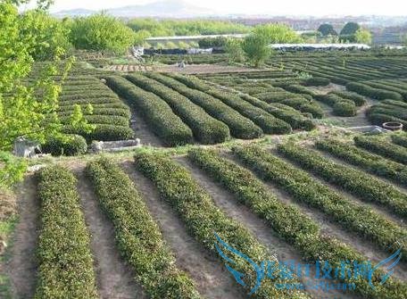 十一青岛旅游攻略