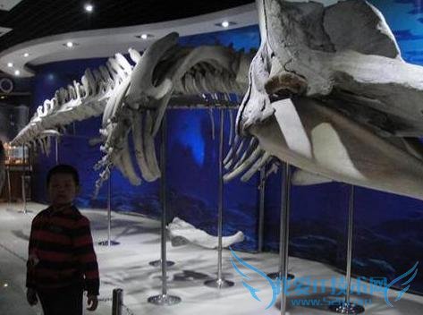 十一青岛旅游攻略