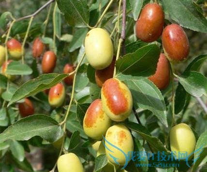 十一青岛旅游攻略