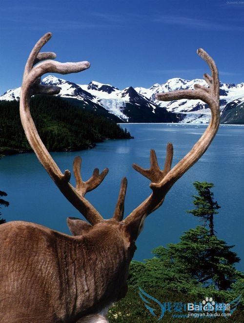 美国旅游景点介绍-阿拉斯加