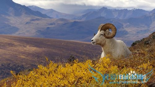 美国旅游景点介绍-阿拉斯加