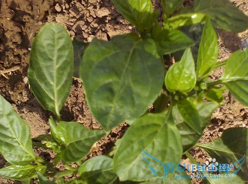 春季旅游要注意什么