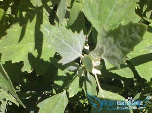 春季旅游要注意什么