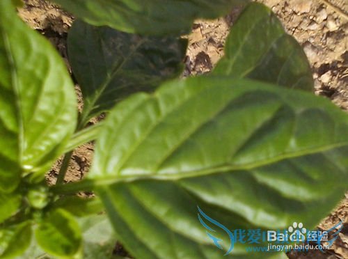 春季旅游要注意什么