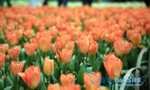 ɶĩȥĶ棿ܱ߷羰ȫɶĩ