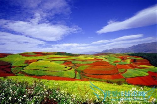 2015罗平油菜花元阳梯田东川红土地旅游攻略