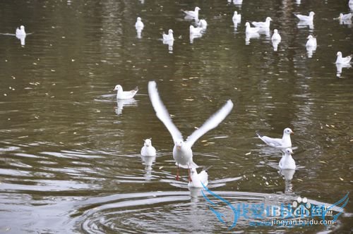 2015罗平油菜花元阳梯田东川红土地旅游攻略