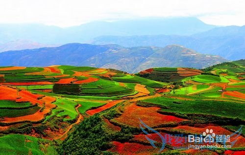 2015罗平油菜花元阳梯田东川红土地旅游攻略