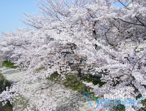 日本跟团旅游攻略