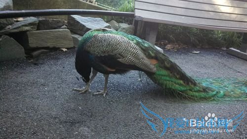 华盛顿特区 DC 旅游经验