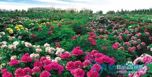 菏泽景点怎么玩转?