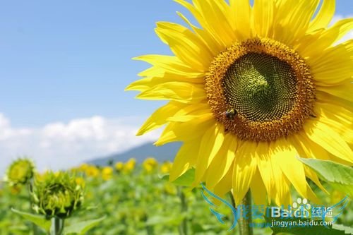 去丽江旅游必须明白的几件事