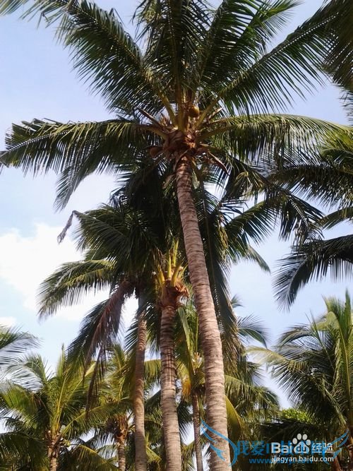 三亚八日旅游(天津-三亚双飞)