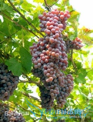 新疆有什么好玩的地方?新疆旅游攻略