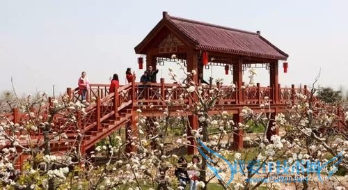 恒北梨花季旅游攻略