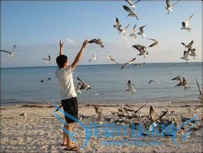 ��������������ι���