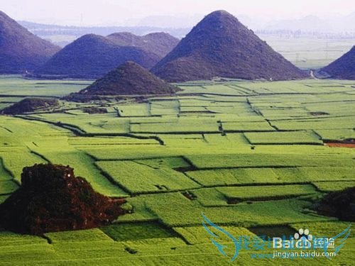 罗平油菜花旅游节观花必备攻略