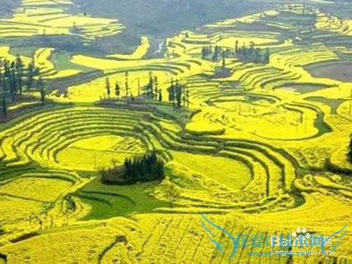 罗平油菜花旅游节观花必备攻略