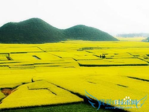罗平油菜花旅游节观花必备攻略